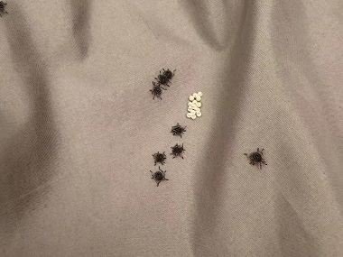 广州专业杀虫所——消灭臭虫(臭屁虫)的6个防治方法