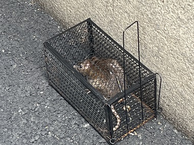 黄埔防控病媒生物机构工厂该如何有效灭老鼠