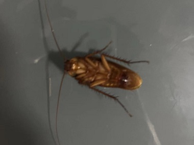 从化控制有害生物公司家里很干净为什么还会有蟑螂